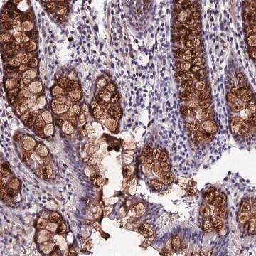 Anti-SYT15 antibody produced in rabbit Prestige Antibodies&#174; Powered by Atlas Antibodies, affinity isolated antibody, buffered aqueous glycerol solution