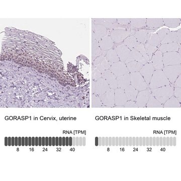 Anti-GORASP1 antibody produced in rabbit Prestige Antibodies&#174; Powered by Atlas Antibodies, affinity isolated antibody, buffered aqueous glycerol solution