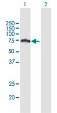 Anti-HERPUD2 antibody produced in mouse purified immunoglobulin, buffered aqueous solution