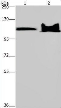 Anti-KDM4C antibody produced in rabbit affinity isolated antibody