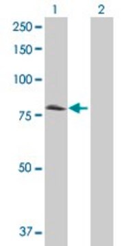 Anti-CD97 antibody produced in mouse purified immunoglobulin, buffered aqueous solution