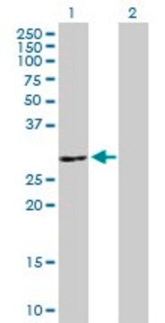 Anti-ATP6V1E2 antibody produced in mouse purified immunoglobulin, buffered aqueous solution