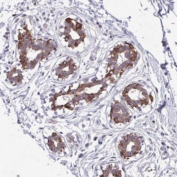 Anti-ANKRD30B antibody produced in rabbit Prestige Antibodies&#174; Powered by Atlas Antibodies, affinity isolated antibody, buffered aqueous glycerol solution