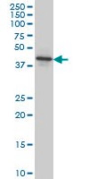 Monoclonal Anti-NEU2 antibody produced in mouse clone 3B9, purified immunoglobulin, buffered aqueous solution