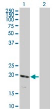 Monoclonal Anti-RNF122 antibody produced in mouse clone 5E5, purified immunoglobulin, buffered aqueous solution