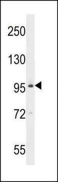 ANTI-BRDT (N-TERM) antibody produced in rabbit IgG fraction of antiserum, buffered aqueous solution