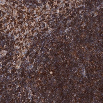 Anti-EDC4 antibody produced in rabbit Prestige Antibodies&#174; Powered by Atlas Antibodies, affinity isolated antibody, buffered aqueous glycerol solution