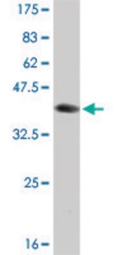 Monoclonal Anti-BOLL antibody produced in mouse clone 1A2, purified immunoglobulin, buffered aqueous solution