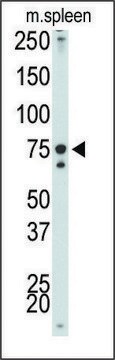 Anti-IKK&#945; antibody produced in rabbit IgG fraction of antiserum, buffered aqueous solution