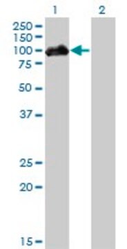 Monoclonal Anti-HIPK4 antibody produced in mouse clone 2E8, purified immunoglobulin, buffered aqueous solution