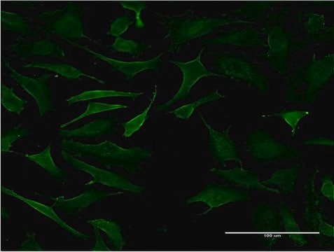 Monoclonal Anti-B3GALT2 antibody produced in mouse clone 1D9, purified immunoglobulin, buffered aqueous solution