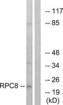 Anti-RPC8 antibody produced in rabbit affinity isolated antibody