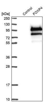 Anti-FOXP4 antibody produced in rabbit Prestige Antibodies&#174; Powered by Atlas Antibodies, affinity isolated antibody, buffered aqueous glycerol solution