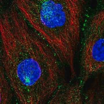 Anti-PATJ antibody produced in rabbit Prestige Antibodies&#174; Powered by Atlas Antibodies, affinity isolated antibody