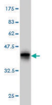 Monoclonal Anti-UGT2B10 antibody produced in mouse clone 2D9, purified immunoglobulin, buffered aqueous solution