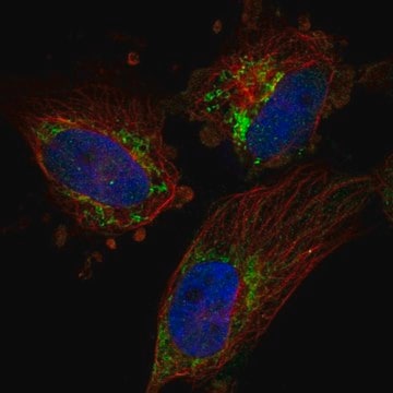 Anti-TFB2M antibody produced in rabbit Prestige Antibodies&#174; Powered by Atlas Antibodies, affinity isolated antibody