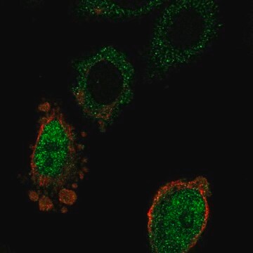 Anti-MOSPD3 antibody produced in rabbit Prestige Antibodies&#174; Powered by Atlas Antibodies, affinity isolated antibody