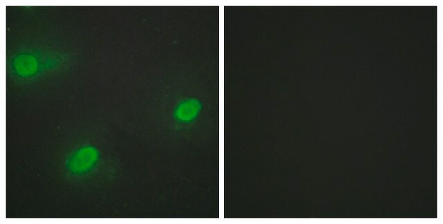 Anti-CSTF2 antibody produced in rabbit affinity isolated antibody