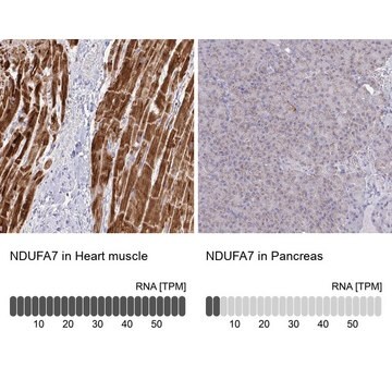 Anti-NDUFA7 antibody produced in rabbit Prestige Antibodies&#174; Powered by Atlas Antibodies, affinity isolated antibody, buffered aqueous glycerol solution