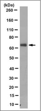 Anti-SLC22A3 Antibody, clone 4H6.1 clone 4H6.1, from mouse