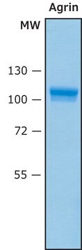 Agrin Human Recombinant, cell culture tested, expressed in HEK 293 cells