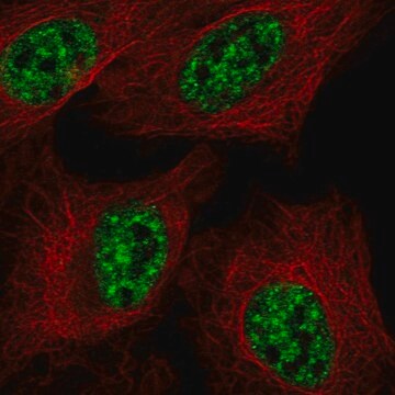 Anti-Rbmy1F Antibody Produced In Rabbit Prestige Antibodies&#174; Powered by Atlas Antibodies, affinity isolated antibody, buffered aqueous glycerol solution