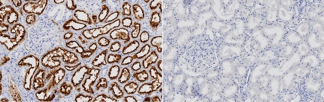 Anti-LRP2 Antibody, clone 1I21 ZooMAb&#174; Rabbit Monoclonal recombinant, expressed in HEK 293 cells