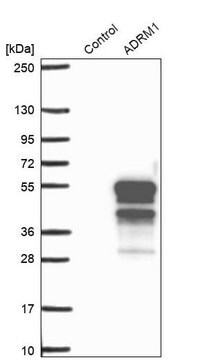 Anti-ADRM1 antibody produced in rabbit Prestige Antibodies&#174; Powered by Atlas Antibodies, affinity isolated antibody, buffered aqueous glycerol solution