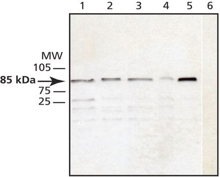 Anti-Cullin-1 antibody produced in rabbit affinity isolated antibody, buffered aqueous solution