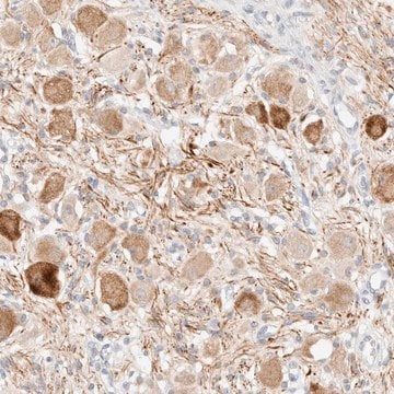 Anti-SNTB1 antibody produced in rabbit Prestige Antibodies&#174; Powered by Atlas Antibodies, affinity isolated antibody, buffered aqueous glycerol solution