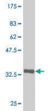 Monoclonal Anti-ZNF38 antibody produced in mouse clone 4F10, purified immunoglobulin, buffered aqueous solution