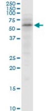 Anti-SNX4 antibody produced in mouse purified immunoglobulin, buffered aqueous solution