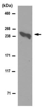 Anti-Laminin alpha5 Antibody, clone 4C7 (Ascites Free) clone 4C7, from mouse