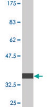 Monoclonal Anti-PIK3R4 antibody produced in mouse clone 2A6, purified immunoglobulin, buffered aqueous solution