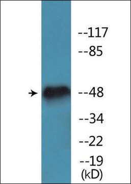 Anti-phospho-AML1 (pSer276) antibody produced in rabbit affinity isolated antibody