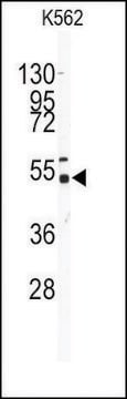 Anti-GALK2 (N-term) antibody produced in rabbit IgG fraction of antiserum, buffered aqueous solution