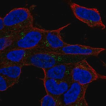 Anti-LYL1 antibody produced in rabbit Prestige Antibodies&#174; Powered by Atlas Antibodies, affinity isolated antibody