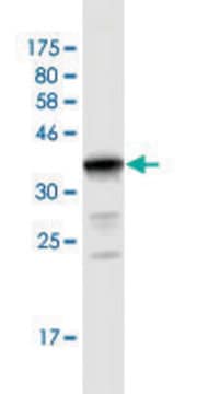 Monoclonal Anti-UGT2B10 antibody produced in mouse clone 1B5, purified immunoglobulin, buffered aqueous solution