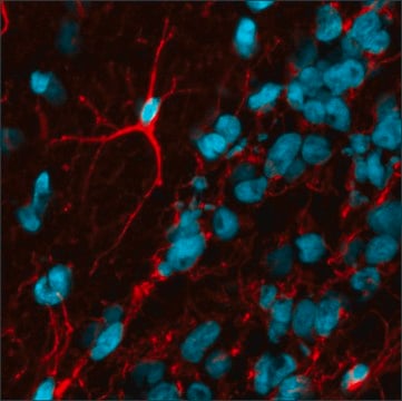 Anti-Mouse IgG (H+L), F(ab&#8242;)2 fragment, CF&#8482;594 antibody produced in goat ~2&#160;mg/mL, affinity isolated antibody, buffered aqueous solution