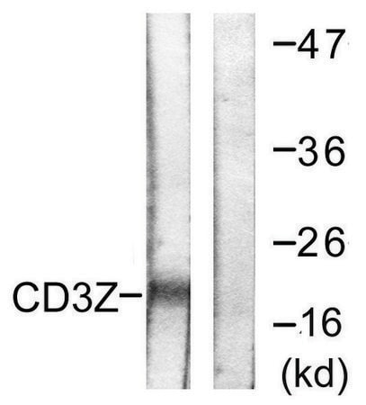 Anti-CD3 ζ antibody produced in rabbit affinity isolated antibody