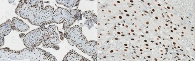 Anti-Wee1 from rabbit, purified by affinity chromatography