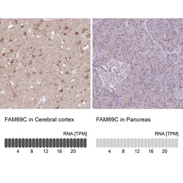 Anti-FAM69C antibody produced in rabbit Prestige Antibodies&#174; Powered by Atlas Antibodies, affinity isolated antibody, buffered aqueous glycerol solution