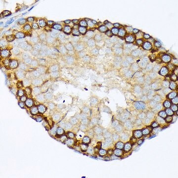 Anti-USP9X antibody produced in rabbit