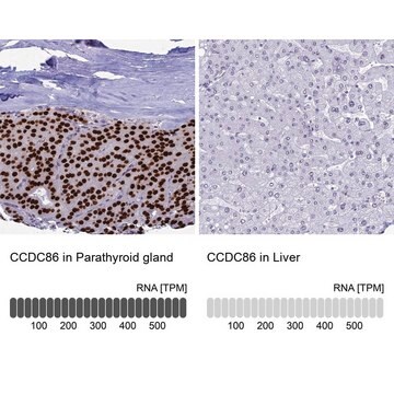 Anti-CCDC86 antibody produced in rabbit Prestige Antibodies&#174; Powered by Atlas Antibodies, affinity isolated antibody, buffered aqueous glycerol solution