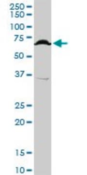 Anti-TFCP2 antibody produced in rabbit purified immunoglobulin, buffered aqueous solution