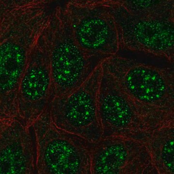 Anti-C12orf57 antibody produced in rabbit Prestige Antibodies&#174; Powered by Atlas Antibodies, affinity isolated antibody