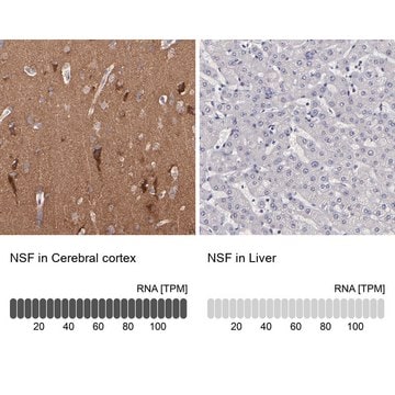 Anti-NSF antibody produced in rabbit Prestige Antibodies&#174; Powered by Atlas Antibodies, affinity isolated antibody, buffered aqueous glycerol solution