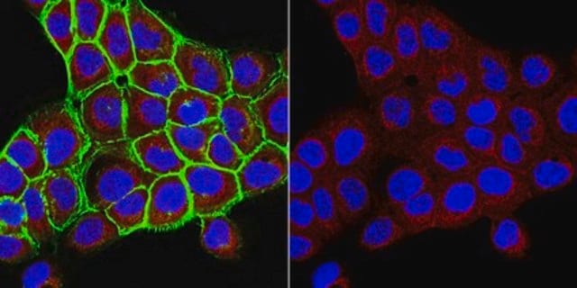 Anti-UDP-Galactose Transporter Antibody, clone 1H10.1 clone 1H10.1, from mouse