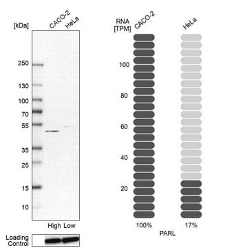 Anti-PARL antibody produced in rabbit Prestige Antibodies&#174; Powered by Atlas Antibodies, affinity isolated antibody, buffered aqueous glycerol solution