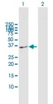 Anti-SDSL antibody produced in mouse purified immunoglobulin, buffered aqueous solution